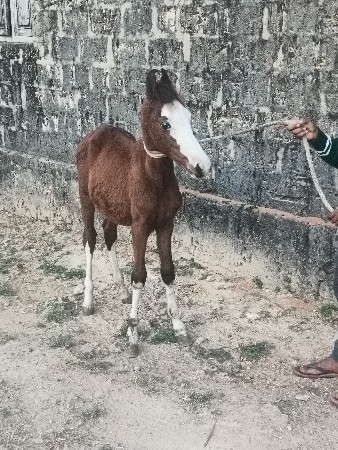 વછેરો વેચવાનો છે