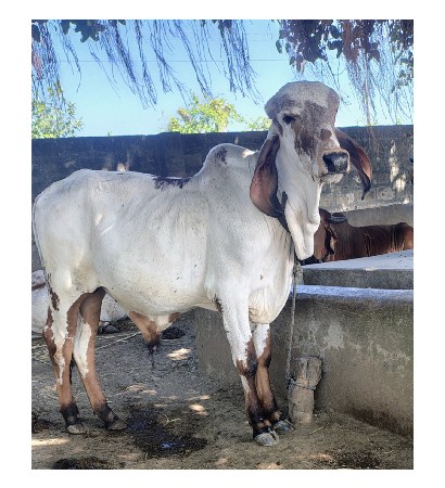 ખુટ દેવા નો સે