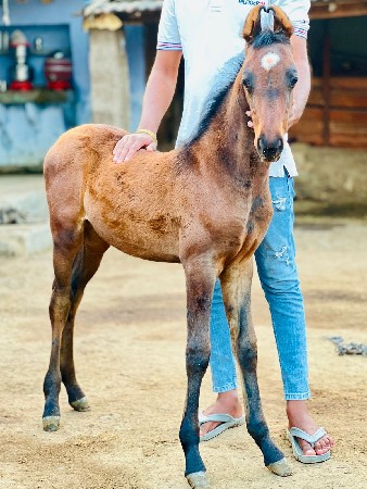 થંબનેલ 2