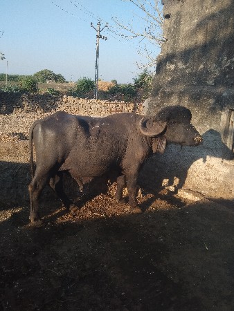 પાડો વેચવાનો છે