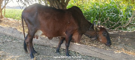 थंबनेल 3