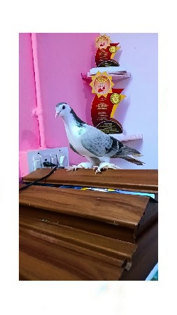 थंबनेल 2