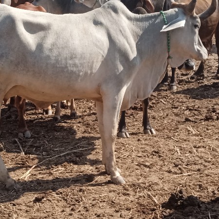 વેચવા ની છે