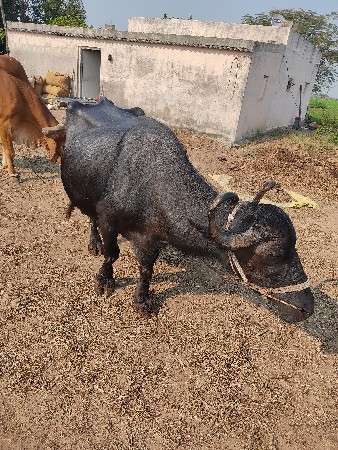 ભેંશ વેચવાની છે