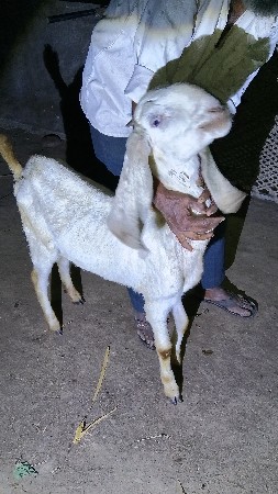 થંબનેલ 3