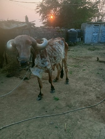 થંબનેલ 3