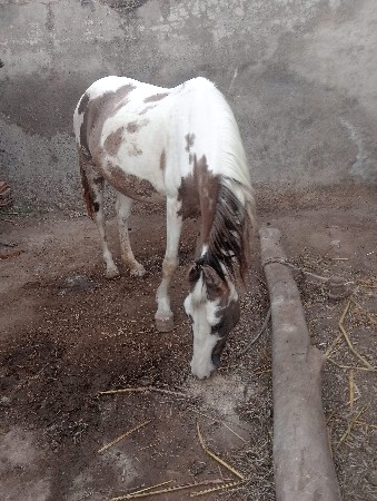 ઘોડી વેચવાની છે