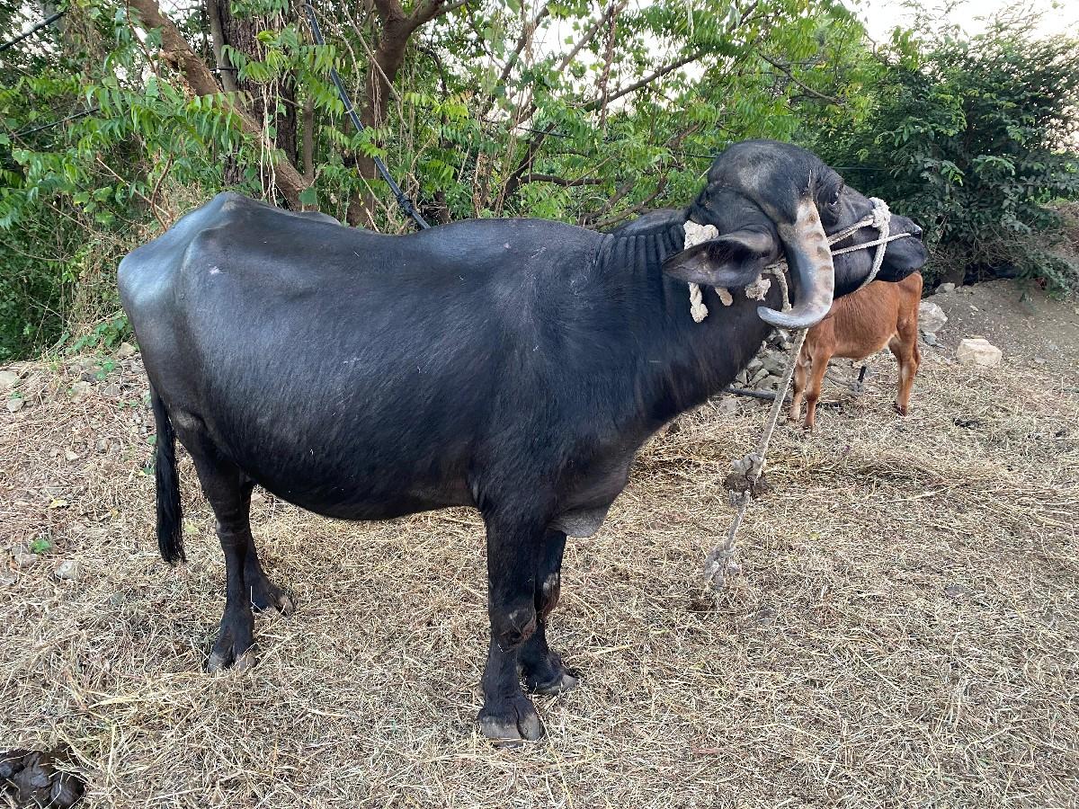 थंबनेल 3