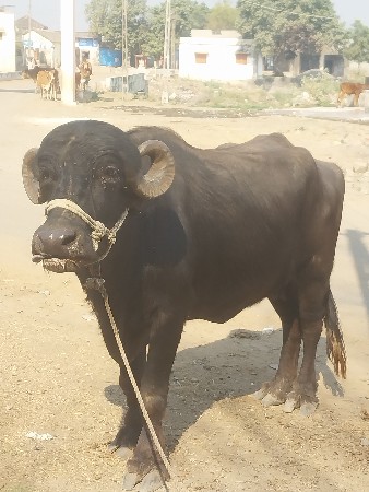 થંબનેલ 3