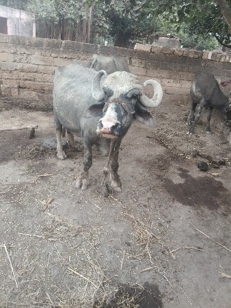 थंबनेल 2