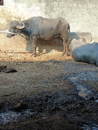 Godalbhai Varotariya