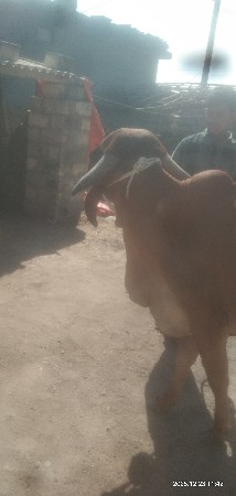 ઓરીજનલ ગીર ઓડકી  વેચવાનીશે