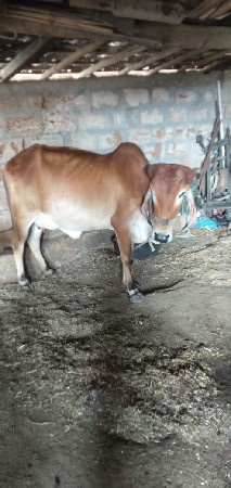 ગાય વેચવાની છે