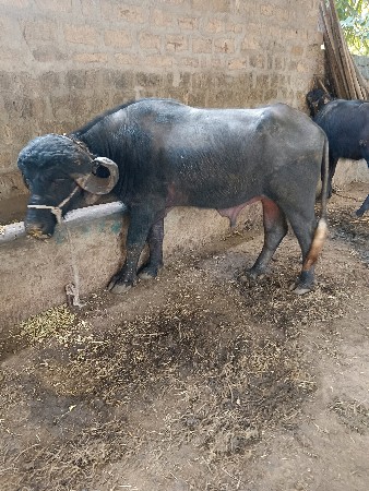 પાડો વેચવાનો છે