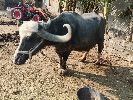 थंबनेल 3