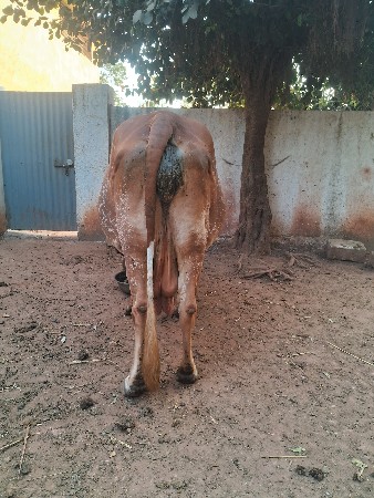 ગાય વેચવાની છે