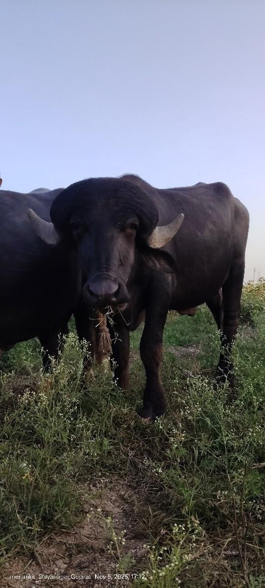 થંબનેલ 2