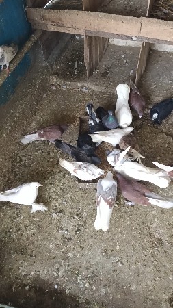 કુલ મોટી જોડી બધી