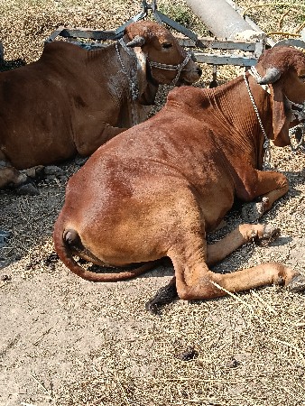 થંબનેલ 3