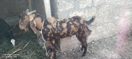 બકરો વેચાવછે