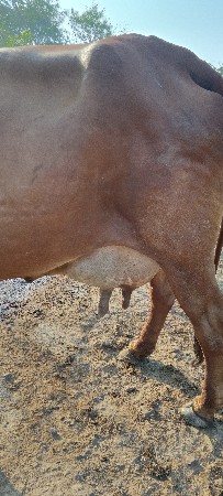 થંબનેલ 3