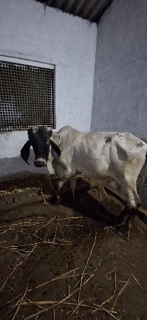 ગીર વાછડો દેવાના છે