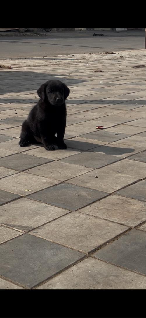 leb male puppy