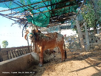 pela vetarni hodki 
 4 mahina