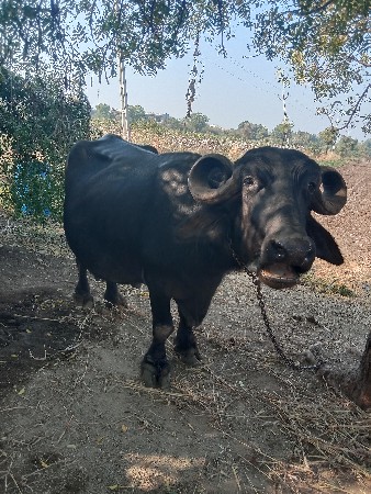 ભેંસ વેચવાની છે