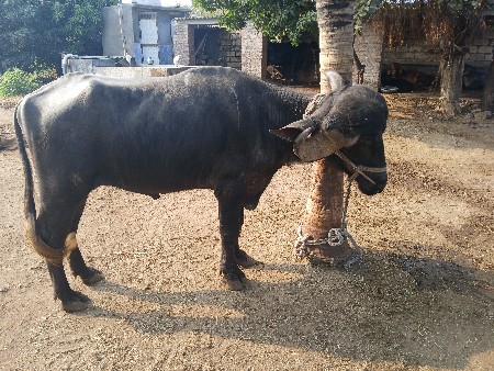 પાડો વેચવાનો છે