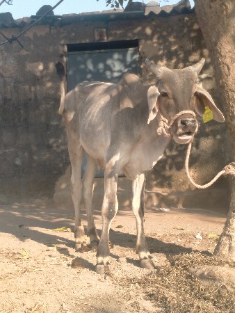 સાટા માં ઘોડી ઘોડો હલે