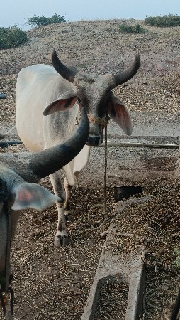 થંબનેલ 4