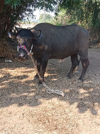 ખડેલી વેચવા નું છે