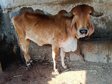 3 ગાય વે સવાની
