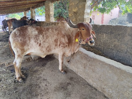 थंबनेल 3