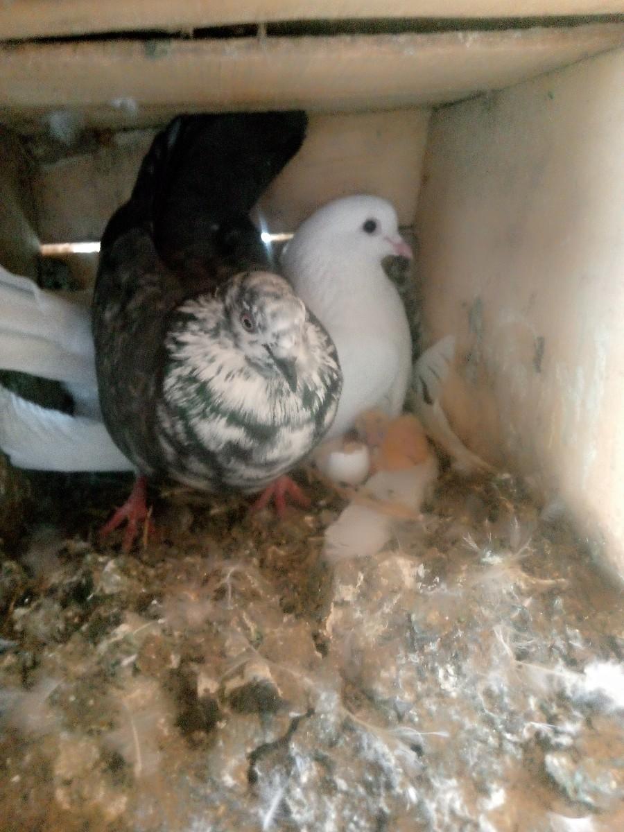 थंबनेल 2