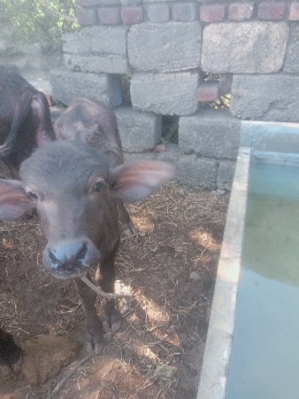 થંબનેલ 2