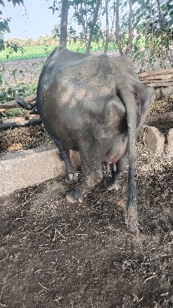 બીજું વેતર 5 મહિના ની વ્યણેલી