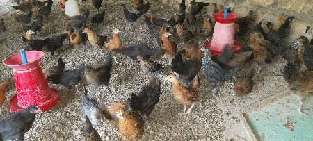 દેશી મરઘી ના પાથડા