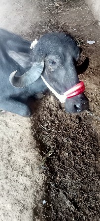 थंबनेल 3