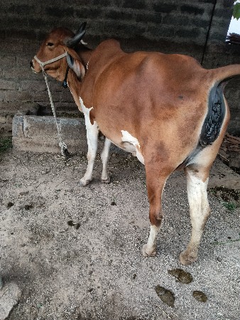 દેસી ઓડકી વેચવા ની છે 1 વેતર ની છે