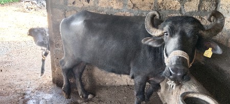 थंबनेल 3