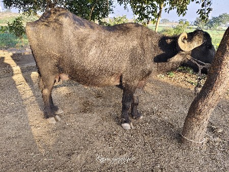 थंबनेल 3