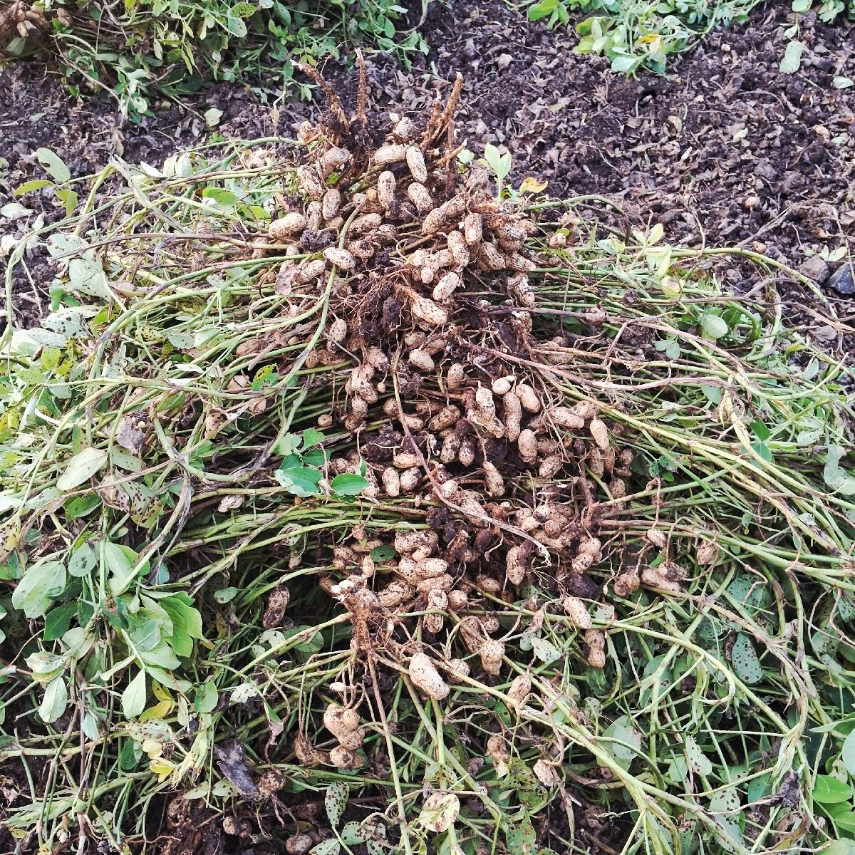 થંબનેલ 3