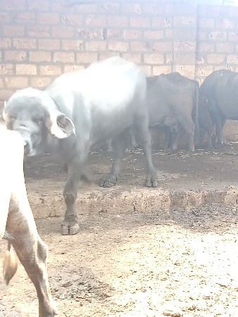 थंबनेल 3