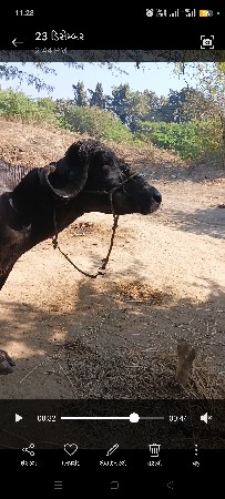 થંબનેલ 2