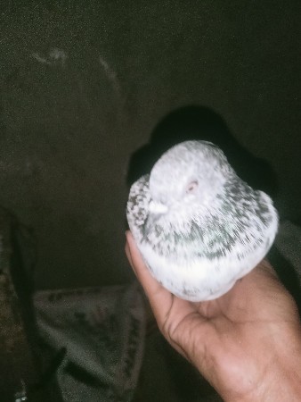 થંબનેલ 2