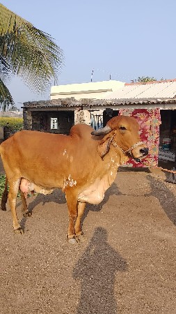 थंबनेल 3