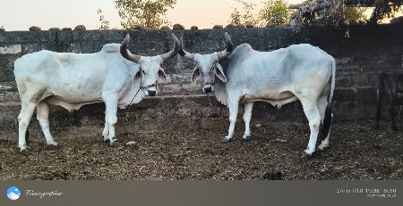 બળદ વેચવાના છે