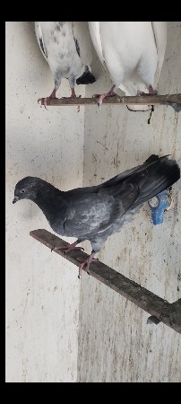 ek jodi ek paltar female